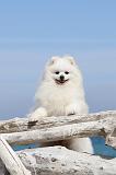 SPITZ ALLEMAND 182